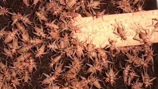 Cricket Egg Laying and Incubation  Intro to Cricket Farming Video 5 [upl. by Ardyaf237]