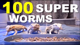 Feeding 100 SUPER WORMS To My Bearded Dragons  Feeding Frenzy [upl. by Chen]