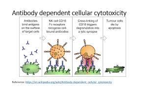 Antibody dependent cellular cytotoxicityADCCamp Complementary dependent cytotoxicityCDC Code 451 [upl. by Yablon491]