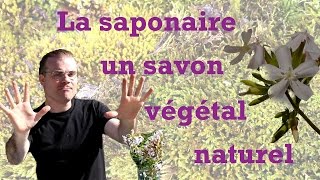 la saponaire  un savon végétal naturel [upl. by Einahc839]