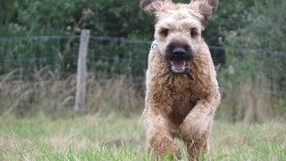 Digby  Briard  6 Week Residential Dog Training at Adolescent Dogs [upl. by Derej]