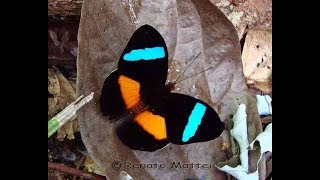 Rare butterflies of the world [upl. by Erdne]