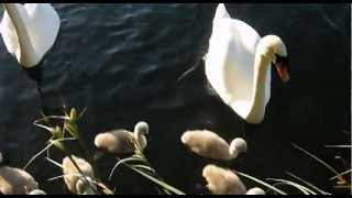 Hissing Swan at Birnie Loch Cupar [upl. by Sancho]