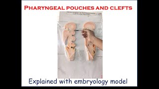 Pharyngeal pouches and clefts  Explained with embryology model  For firstyear medical students [upl. by Lianne]