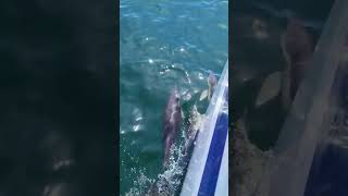 Dolphins on the bow of a new Hallberg Rassy 44 shorts [upl. by Errol744]