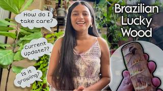 Brazilian Wood Plant  Current condition How to Care for Brazilian Lucky Wood  Dracaena Fragrans [upl. by Ecyak]