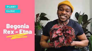 Begonia Rex Etna Care Guide  All you need to know  An Underrated Plant [upl. by Garrek]