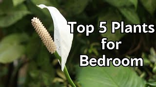 4K 🌹 Top 5 Plants to Improve Bedroom Air Quality bedroomplants homedecor wellness [upl. by Eceinal82]