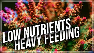 Nutrient Concepts in the SPS Reef Tank  Important Acropora nutrient concepts [upl. by Nayve]