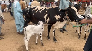 domail mandi 2024 latest update ll dhani cows with Galf ll part 5 ll jamil tv ll [upl. by Dori]