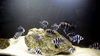 How to Improve the Growth Rate of The Frontosa Cichlids [upl. by Cory411]