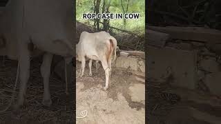 Cow ROP CASE cow ROP vet phonk beats halloween typebeat shorts struggle viralshort [upl. by Yehtomit]