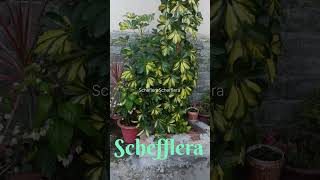 SCHEFFLERA viralvideo plants naturelovers [upl. by Nahtaneoj175]