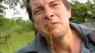 Man vs Wild Bear Grylls Zambia Grub YTP [upl. by Walkling]