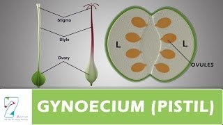 GYNOECIUM or PISTIL [upl. by Jelks173]