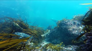 NZ Spearfishing and Paua Diving [upl. by Rrats]