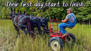 FIRST DRIVE FOR MAY AND JUNE TRAINING DRAFT MULES 147 [upl. by Nage]