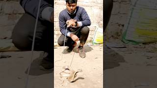 Cobra snake wala video viral viralvideo snakevide bhagalpur shortvideos aspyadav [upl. by Ahtebbat]