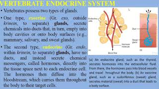 Vertebrate Endocrine System [upl. by Noteek481]