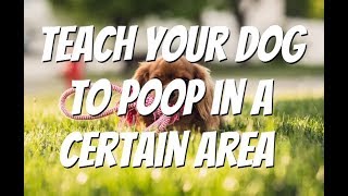 How To Teach Your Dog To Poop In A Certain Area  How To Potty Train A Puppy In 7 Easy Steps [upl. by Ertnom579]