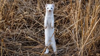 A longtailed Weasel hunting prey in the tall grass [upl. by Otilegna402]