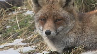 Korte natuurfilm winterbeelden met oa vos ree waterral ijsvogel 2015 [upl. by Aniger]