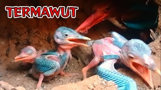 KELAPARAN ‼️Anak Burung Salah SasaranDay 11 [upl. by Ahsinnod247]