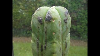 Black spots  pustules  bumps on Trichocereus amp other Cereus Cacti and the causes [upl. by Lamp395]