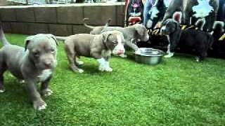 AMERICAN BULLY PUPPIES  5 WEEKS OLD TEAM RBG HAWAII [upl. by Merideth197]