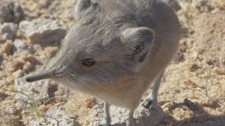 Science Today New Mammal Discovery Etendeka RoundEared Sengi  California Academy of Sciences [upl. by Mckale]