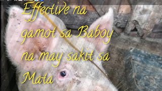 Effective na Gamot sa Baboy na may sakit sa MataGamotngBaboyPoultryAgriculture [upl. by Genisia]