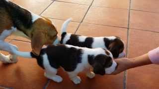 Cachorros de beagle primeros pasos [upl. by Maible78]