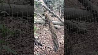 Hyperactive Quoll quoll animals animalvideos shortsfeed shorts shortvideo subscribe [upl. by Henig]