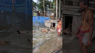 The duck house is inundated with flood water [upl. by Aracat578]