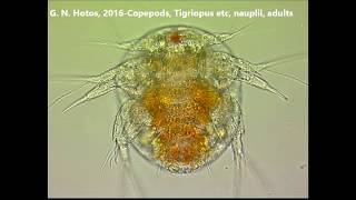 Copepods marine Tigriopus adults hatching naupliiDr G Hotos Lab Greece [upl. by Benedetta970]