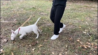 Walking “Nita Twin” Through The Park 4 Month Old Female [upl. by Mellins]