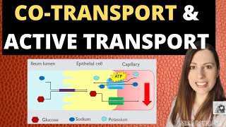 COTRANSPORT and ACTIVE TRANSPORT  sodium and glucose cotransport in the ileum fro Alevel biology [upl. by Aisital]