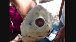 One Eyed Cyclops Albino Shark Caught In MexicoAudioswapped [upl. by Allister]