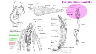 Phylum Rotifera Part 3 Subclade Acanthocephala Parasitic SpinyHeaded Worms [upl. by Pellikka]