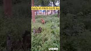 hayna በስልጤ ዞን በቅበት ከተማ የሚገኘው ቄራ [upl. by Derk241]