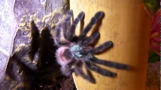 How to Care for a Pinktoe Tarantula [upl. by Garald821]