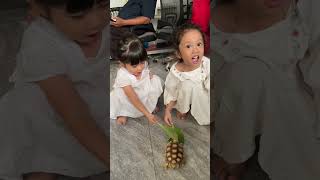 Dede gemes lagi ngasih makan sulcata tortoise reptil bumireptile sulcata [upl. by Gen]