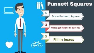 Punnett Squares the basics [upl. by Rasla]