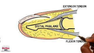 Basic Sciences  Anatomy of the Nailbed [upl. by Hedvig]