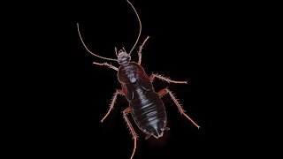 Cucaracha [upl. by Eizzo463]