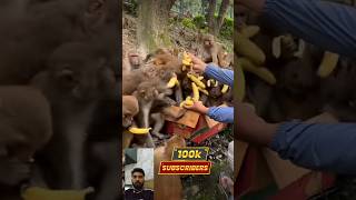 manky gift bannamanky video monkey animal funny shorts video🤡👹😁 [upl. by Anotal]