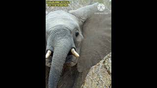 🛑 THE TRUNK OF ELEPHANT CAN LIFT UP 200g wildlife [upl. by Maryly]