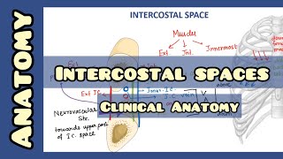 Intercostal Space  Anatomy and Clinical Importance [upl. by Hplar]