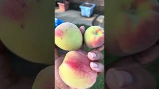 First time harvesting from Elberta peach tree 🥰🙌🏽 [upl. by Ahcas]