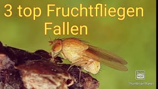 Die 3 besten Fruchtfliegen Fallen auch lebend Fallen [upl. by Ylrac]